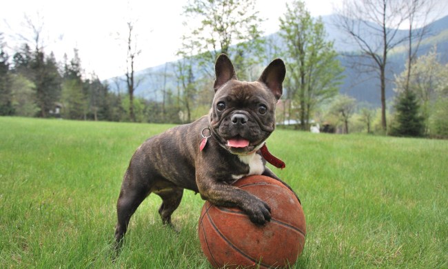 French bulldog playing with a ball