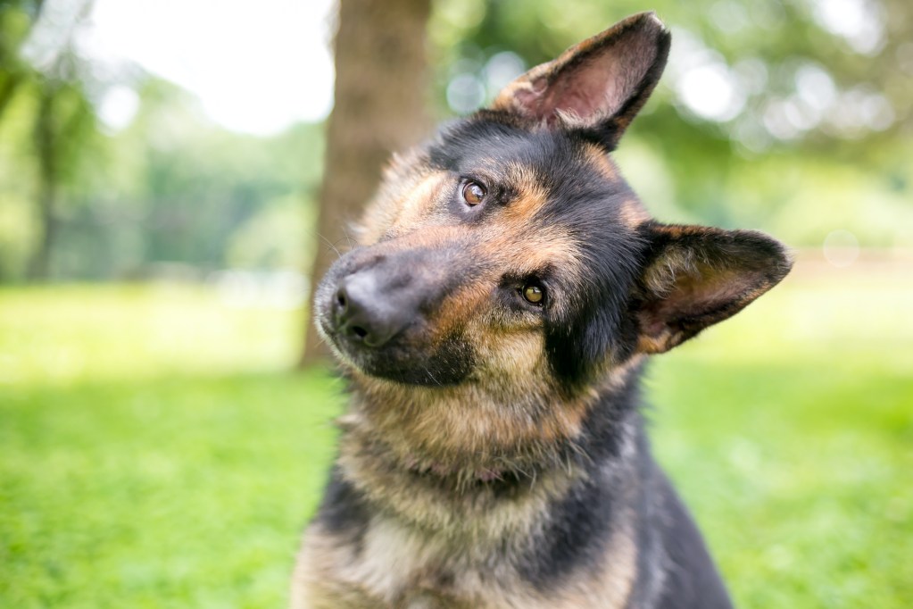 A German Shepherd tilts their head and looks at the camera