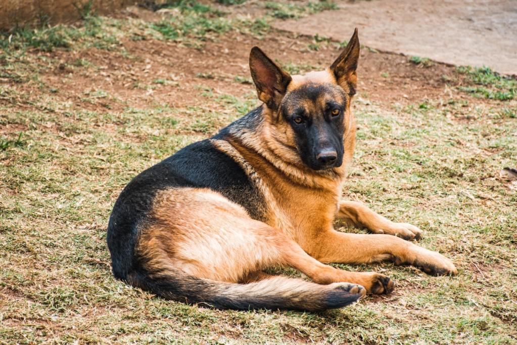 A German shepherd lying on his side in a yard.