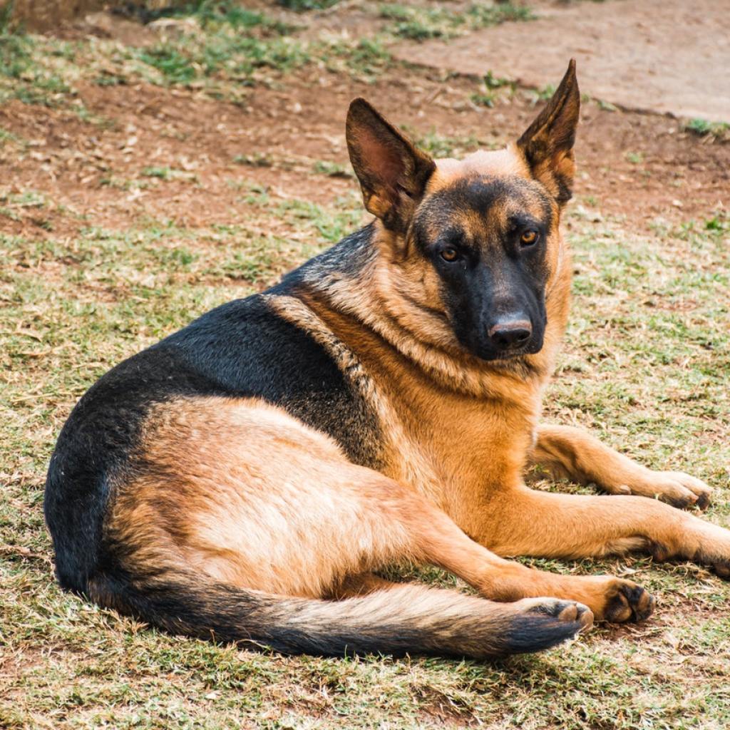 A German shepherd lying on his side in a yard.