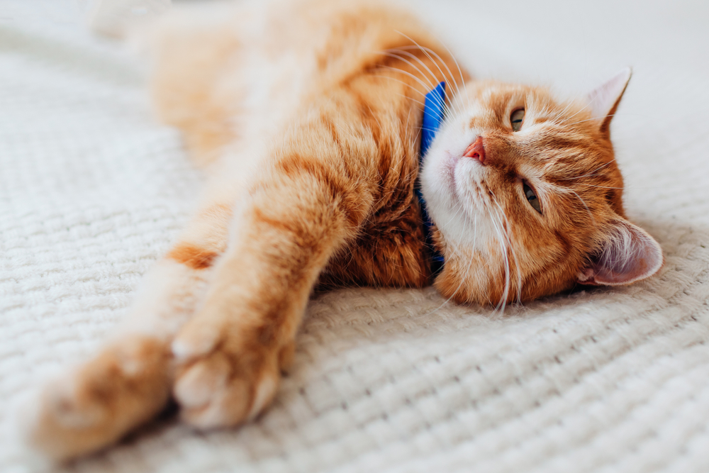 A ginger cat wearing a blue collar stretches out on a blanket.
