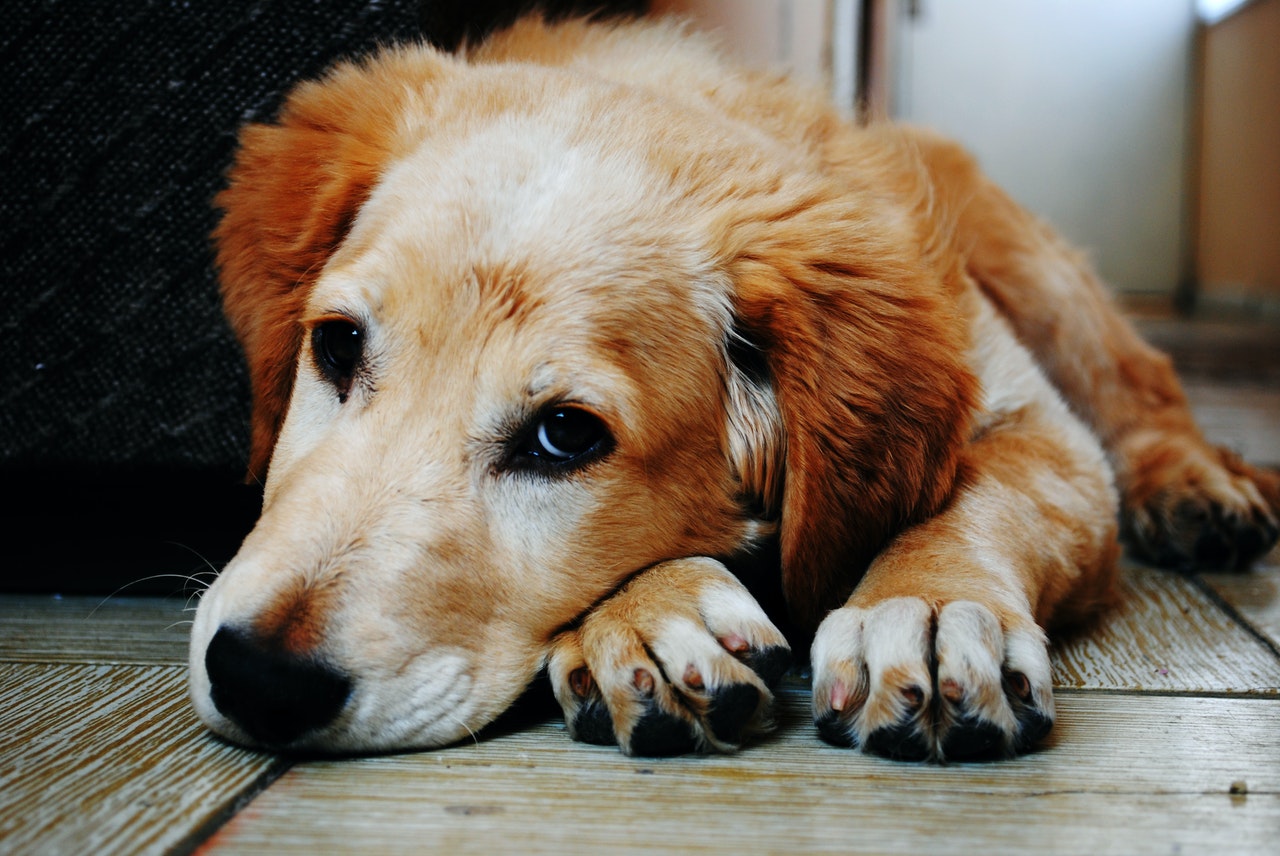 A Golden Retriever lying with his head on his paws on a wooden floor.