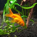 Goldfish in aquarium.