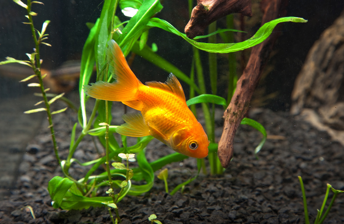 Goldfish in aquarium.