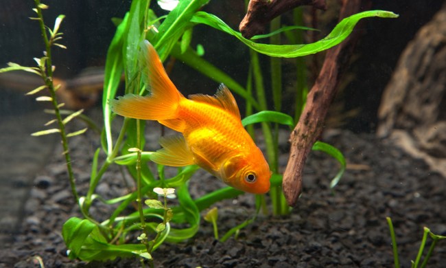 Goldfish in aquarium.