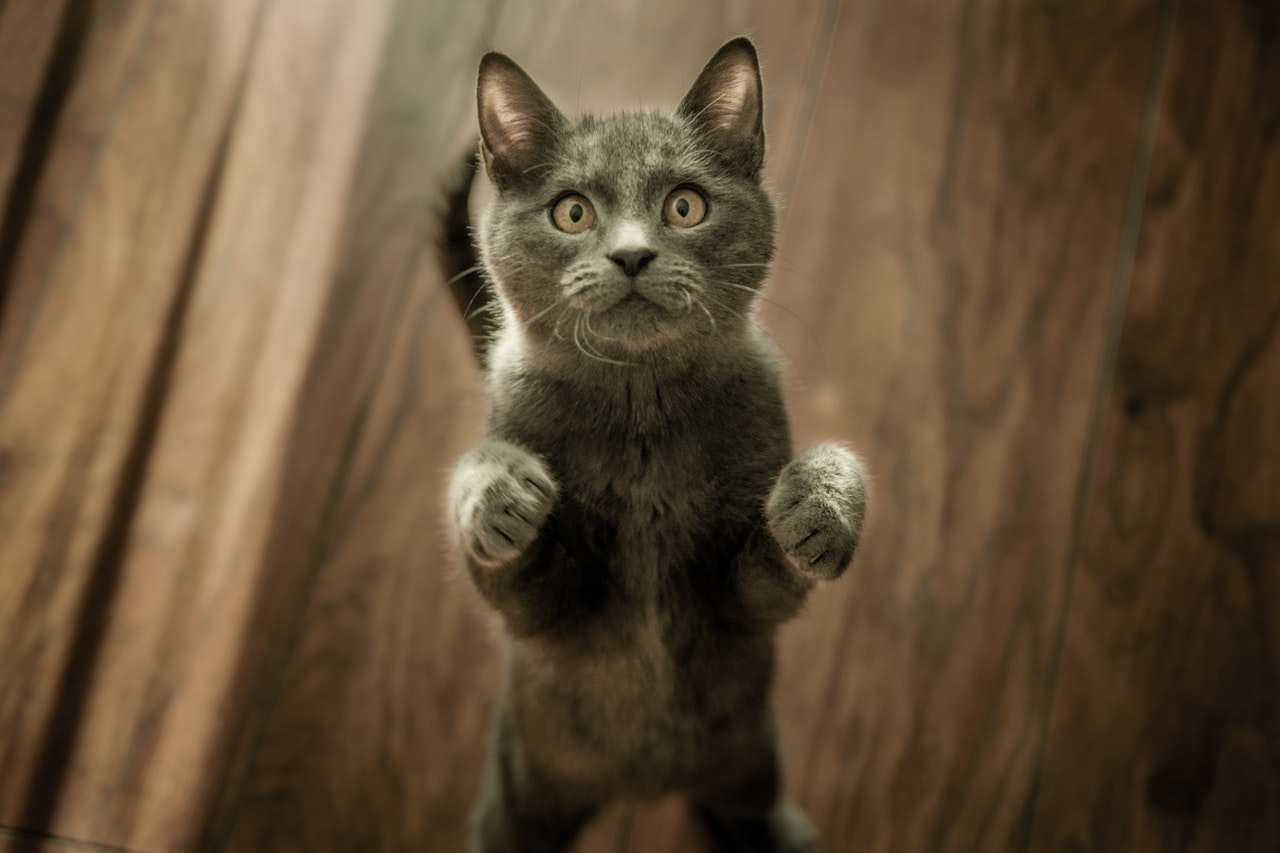 A gray cat stands on her back paws preparing to pounce.