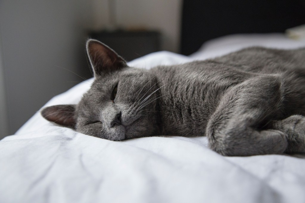 Gray cat lying on a white comforter at the foot of a bed