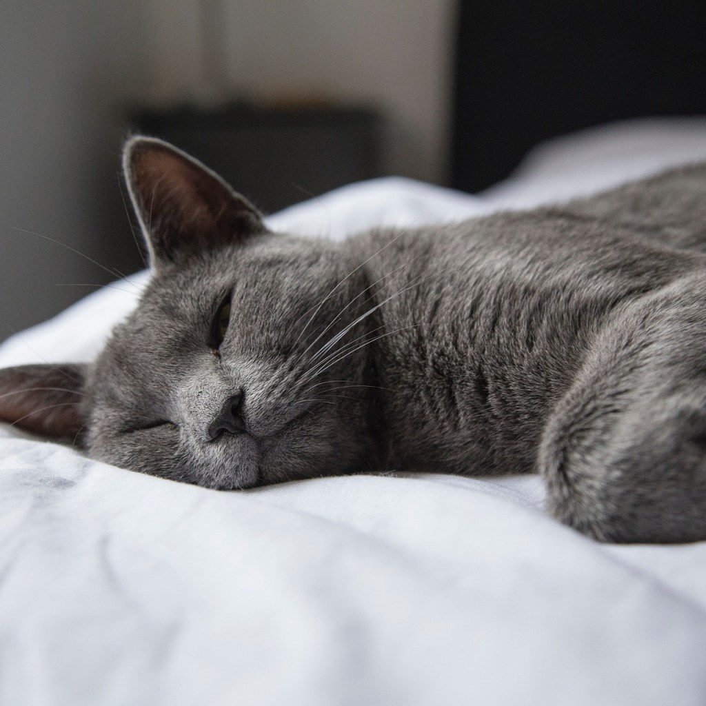 Gray cat lying on a white comforter at the foot of a bed