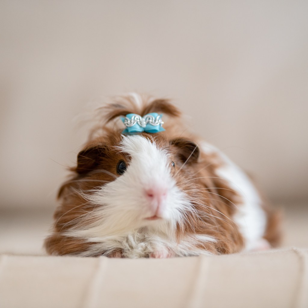 Guinea pig lies on a bed with a bow on her head