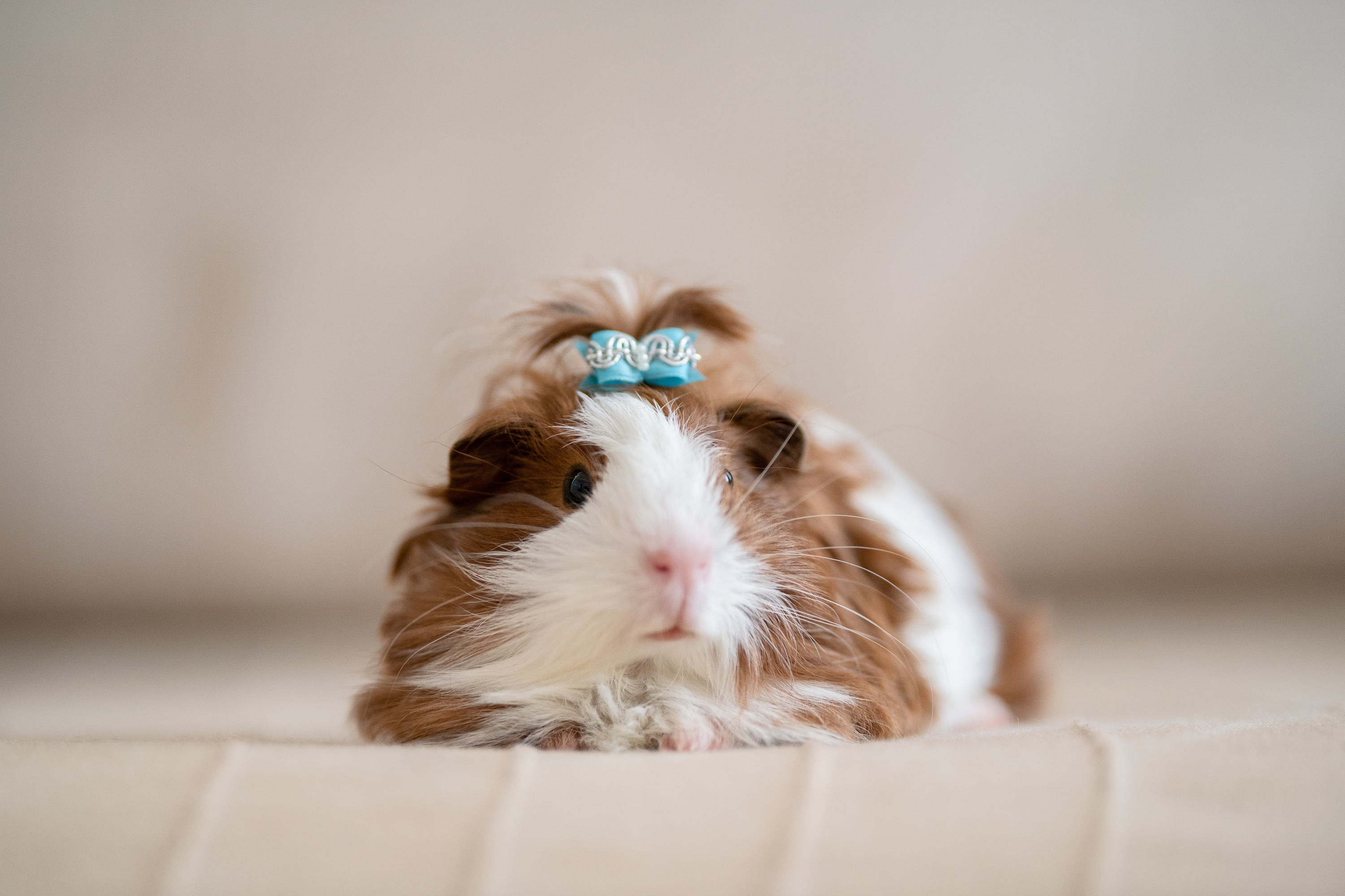 Guinea pig lies on a bed with a bow on her head