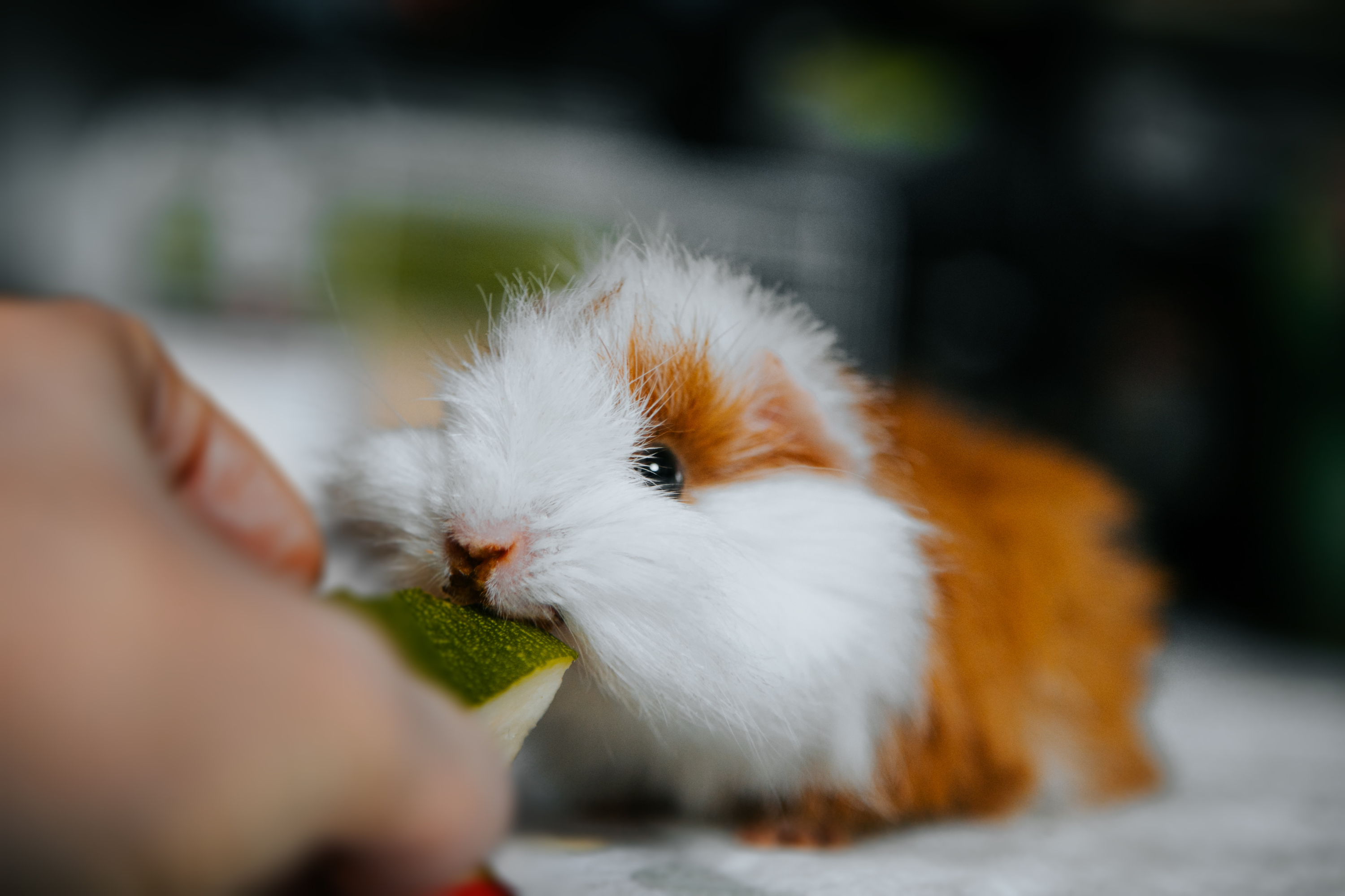 Owner feeds pet guinea pig a piece of cucumber