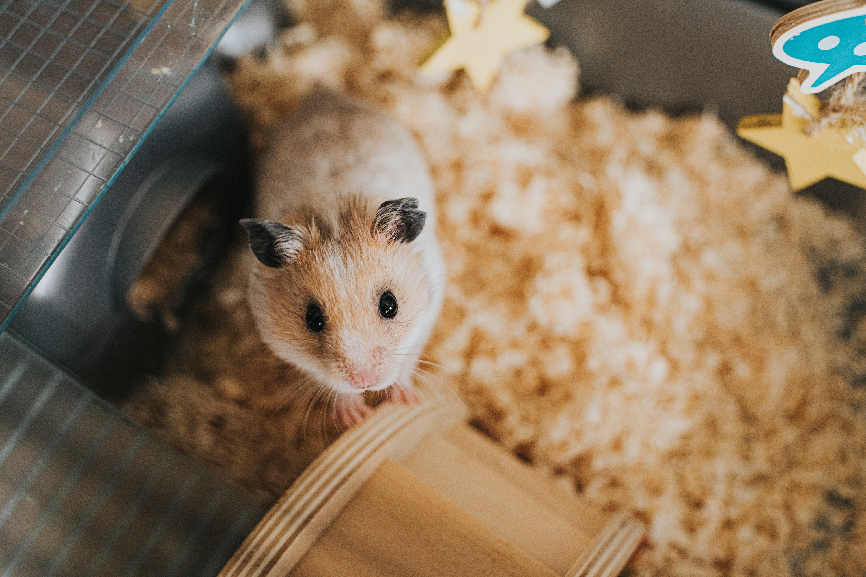 What You Need to Know Before Choosing Your First Pet Hamster – Wagr Petcare