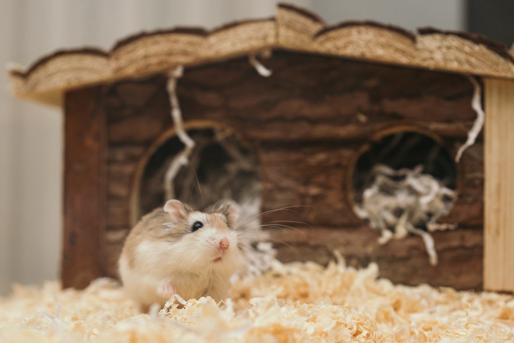 A hamster sits outside his house in a cage