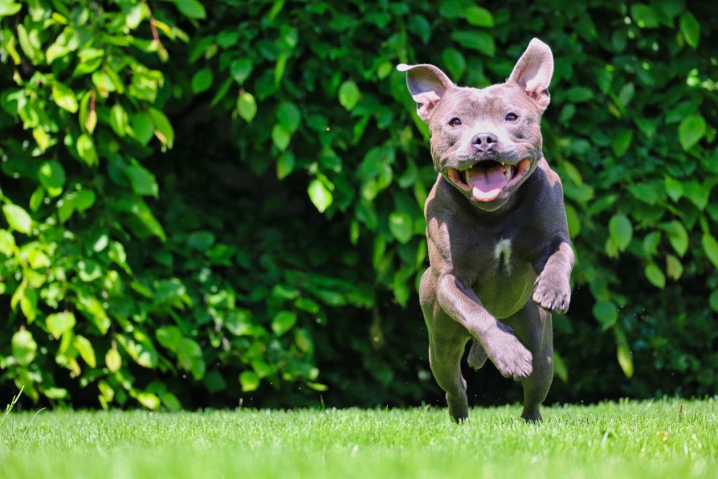 lauke bėgantis laimingas pilkas pitbulis