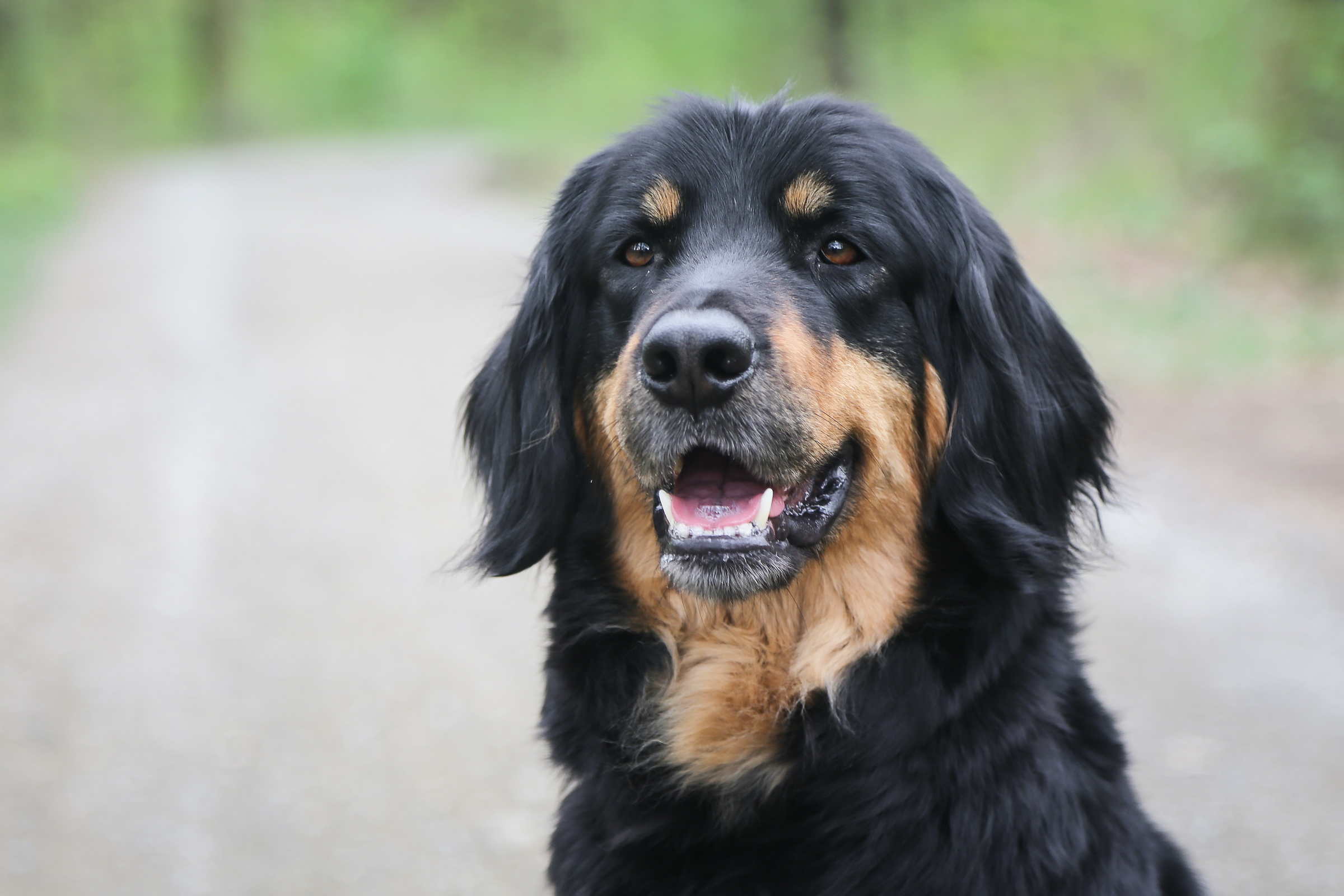 A Hovawart dog faces the camera with their mouth slightly open