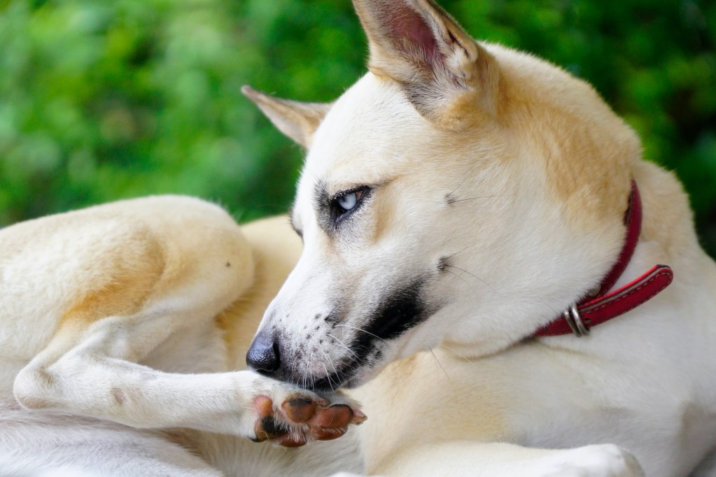 Husky dog mix licks paw