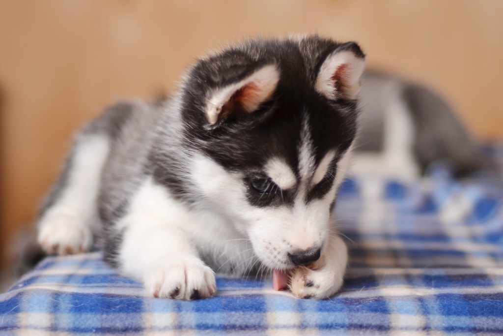 A Husky puppy lies on a blanket and licks his paws
