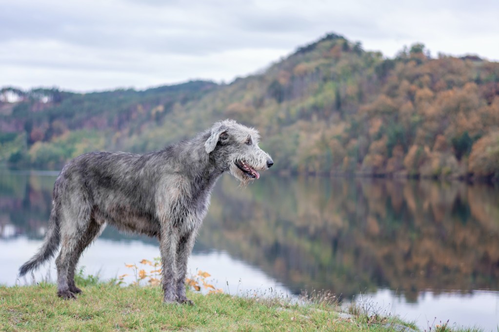 An Irish Wolfhound stands by a lake