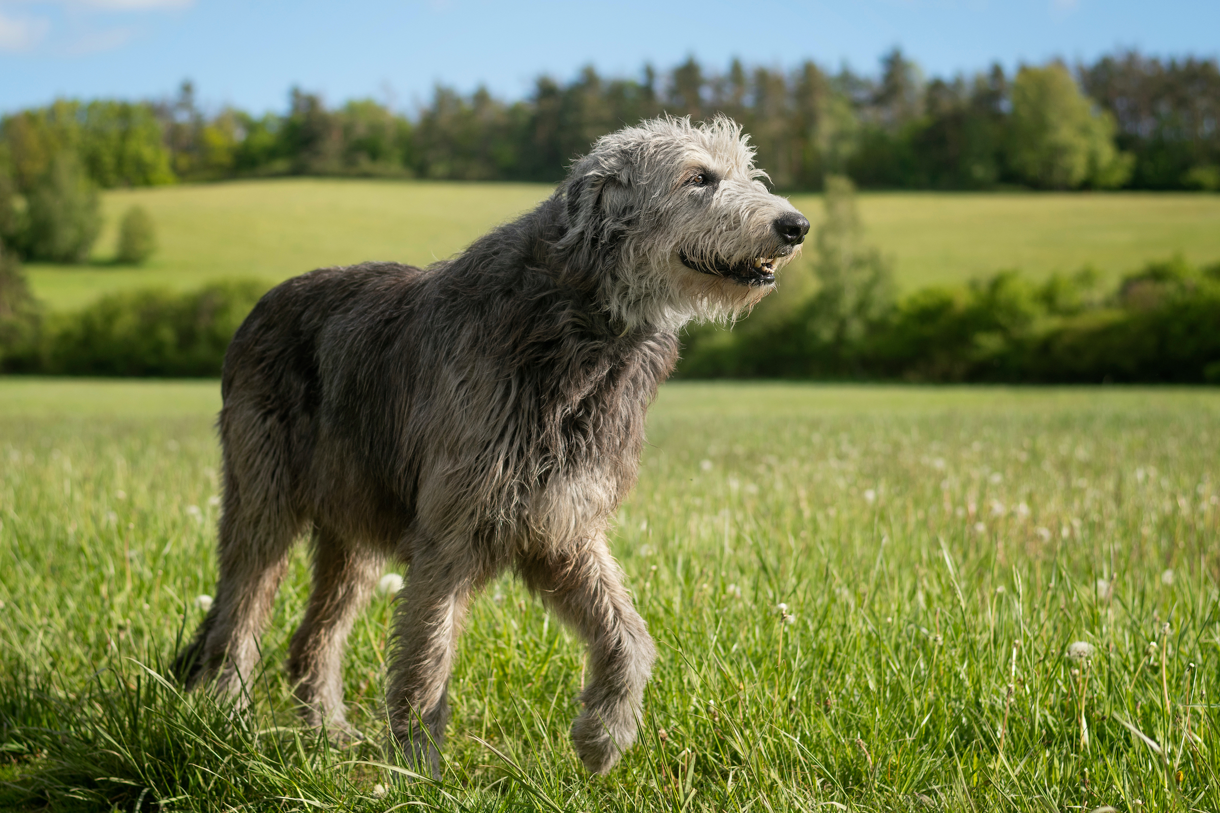 An Irish Wolfhound walks through a lush grassy field