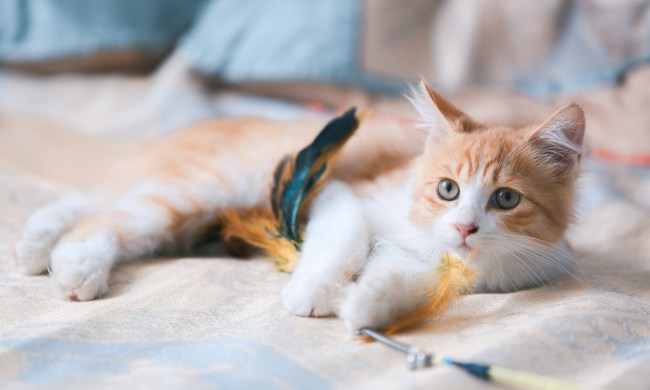 Orange and white kitten playing with a feather toy