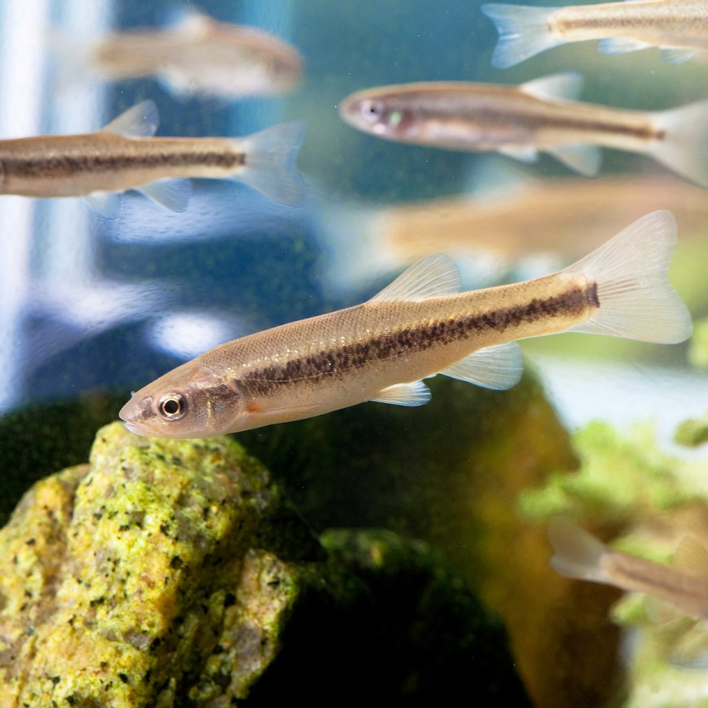 fish low maintenance korean minnow or upstream fat from bukhan mountain