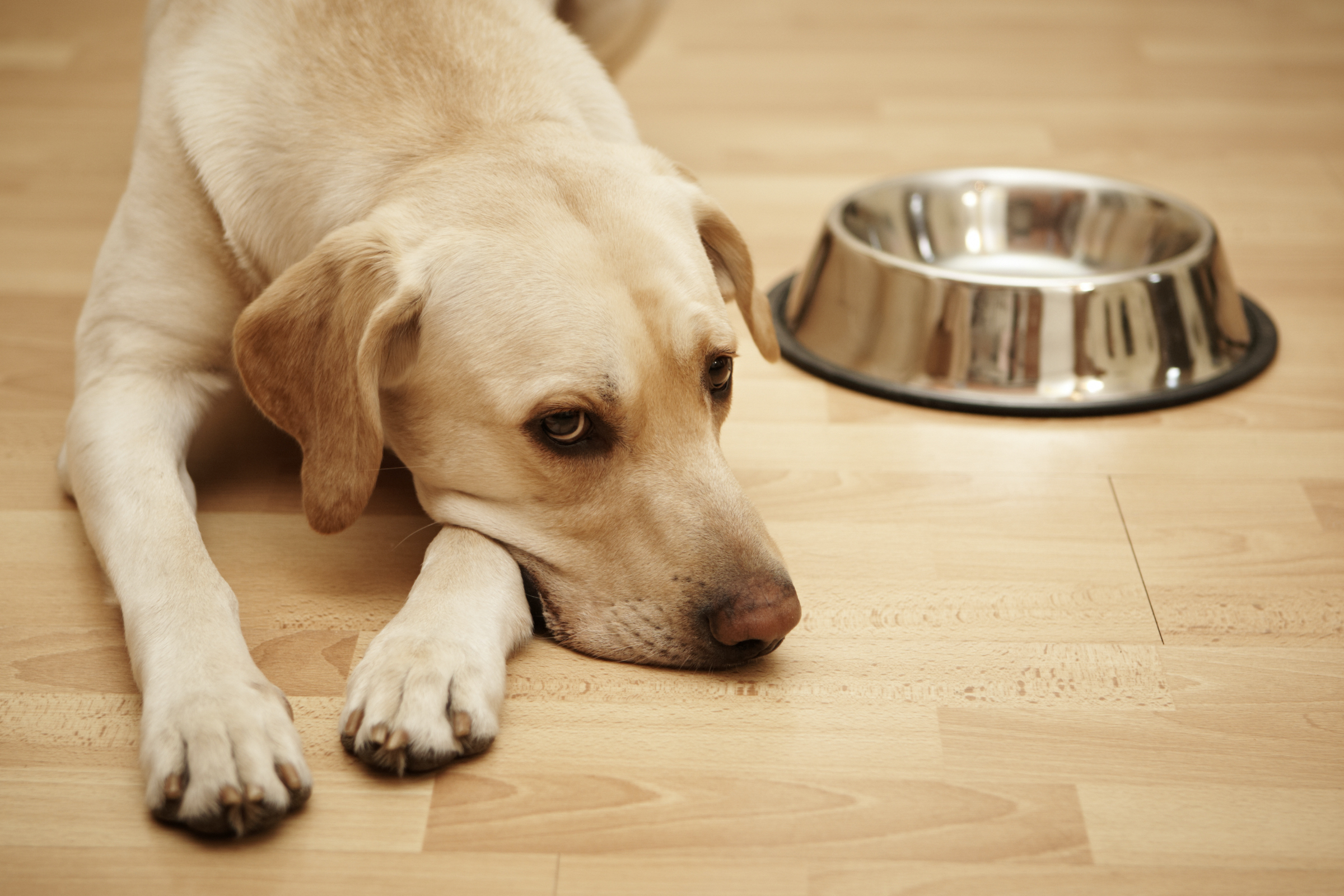 A Labrador Retriever lies on the wooden floor next to a food bowl