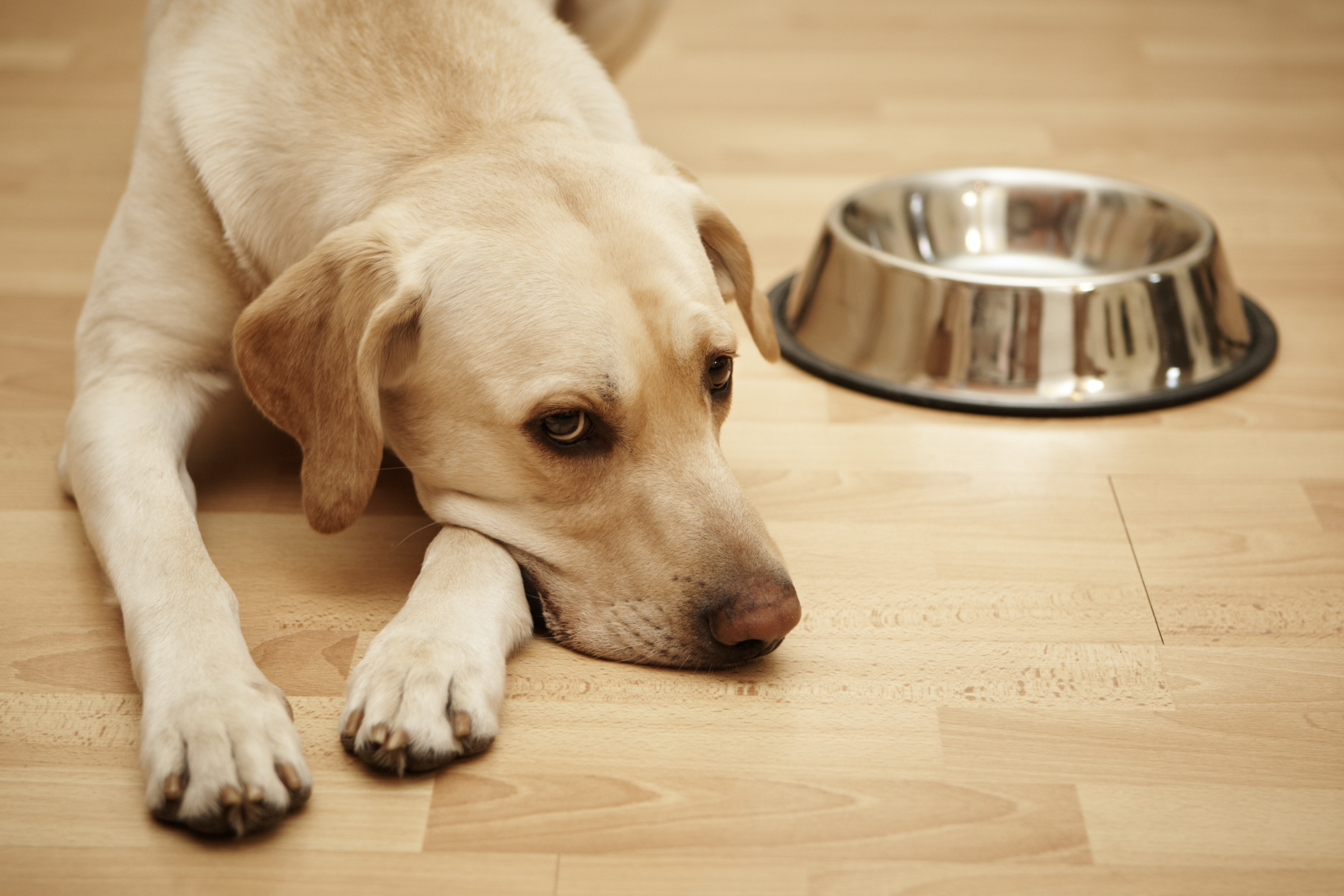 Labradoro retriveris guli ant medinių grindų šalia maisto dubenėlio
