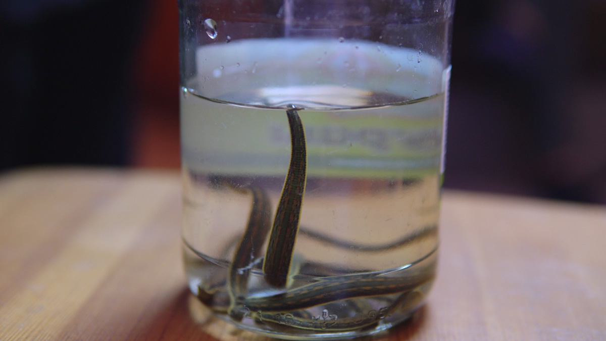 Leeches in your aquarium are gross! How to get rid of them PawTracks