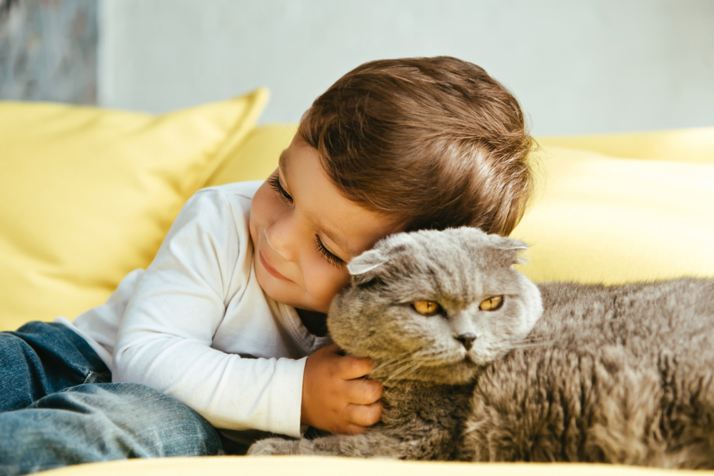 A young boy snuggles a Scottish Fold cat on a yellow sofa.