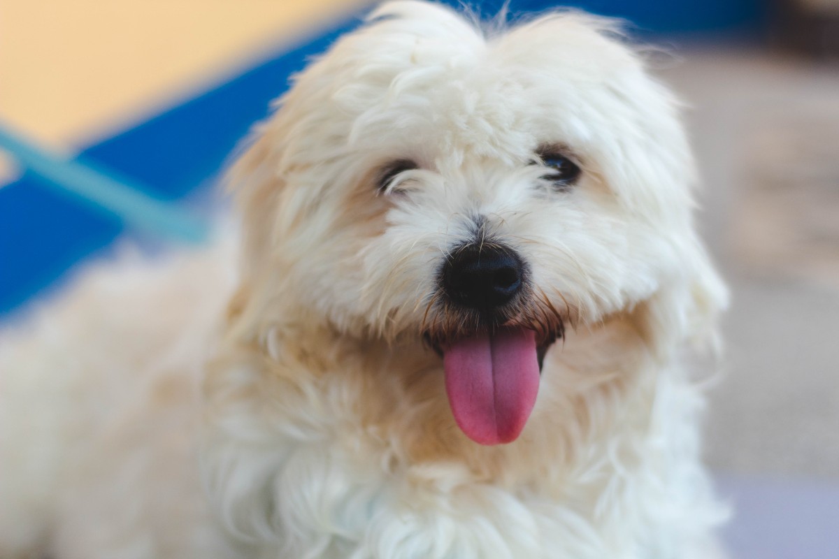 maltese with tongue out