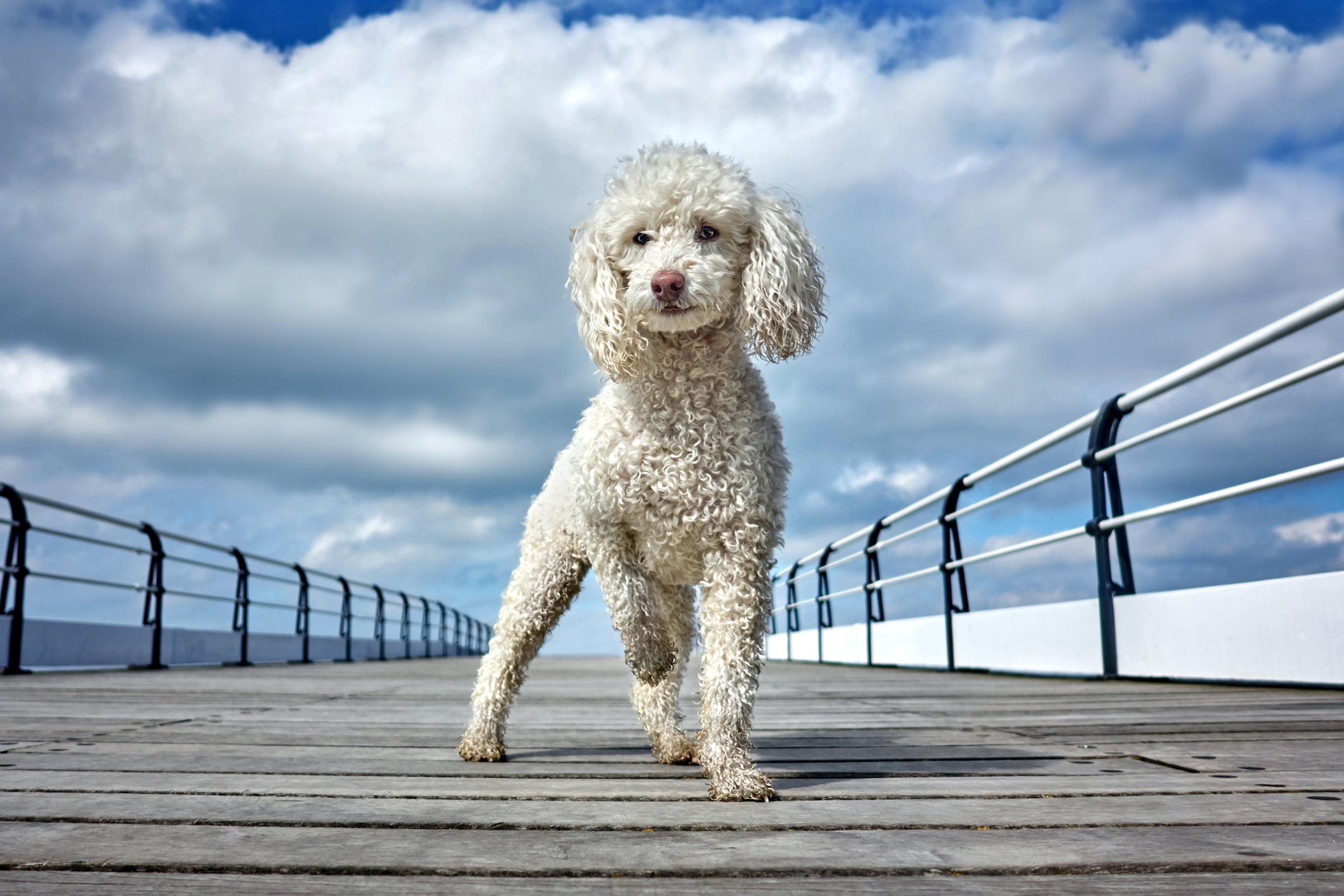 A miniature poodle stands on a boardwalk on a cloudy day