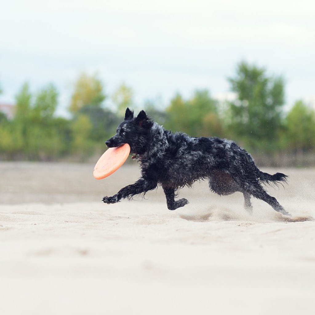 mudi playing frisbee