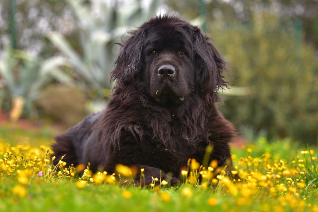 A Newfoundland dog sits in a field of yellow flowers