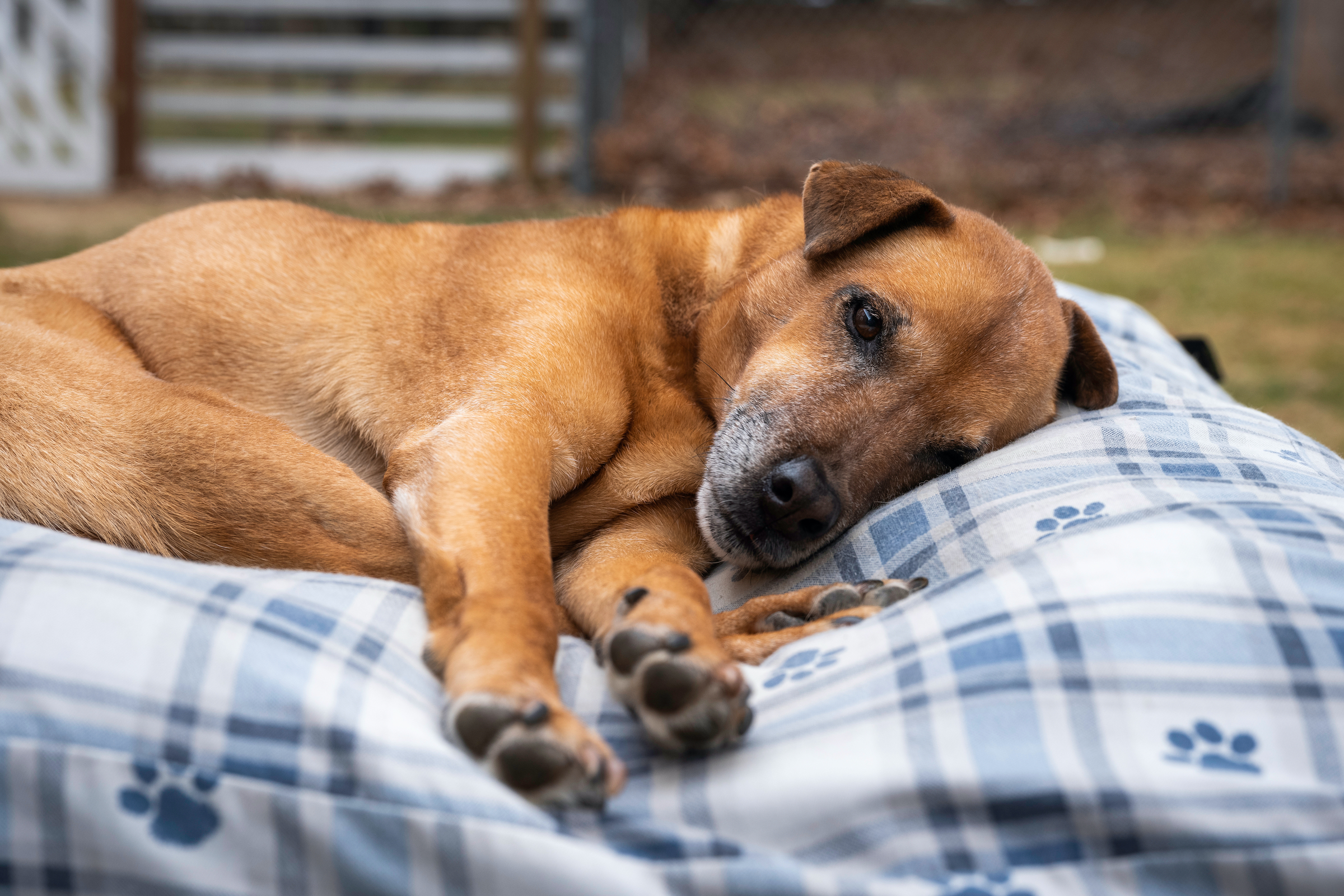 An old dog rests on a pet bed in the backyard