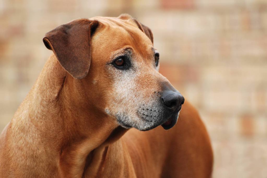 A portrait of a senior Rhodesian Ridgeback dog looking to the side.
