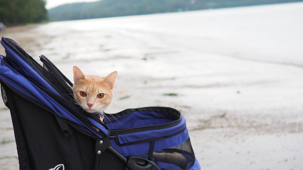 Paplūdimyje mėlyname vežimėlyje sėdi oranžinė tabby katė.