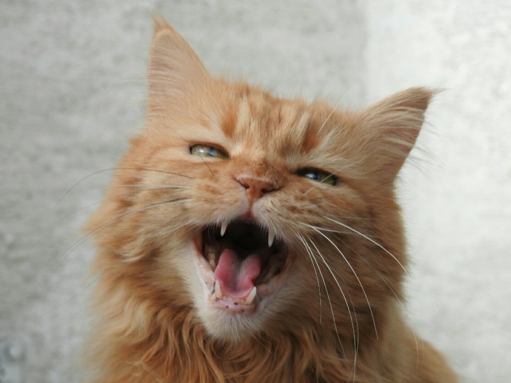 Orange cat meowing straight at the camera