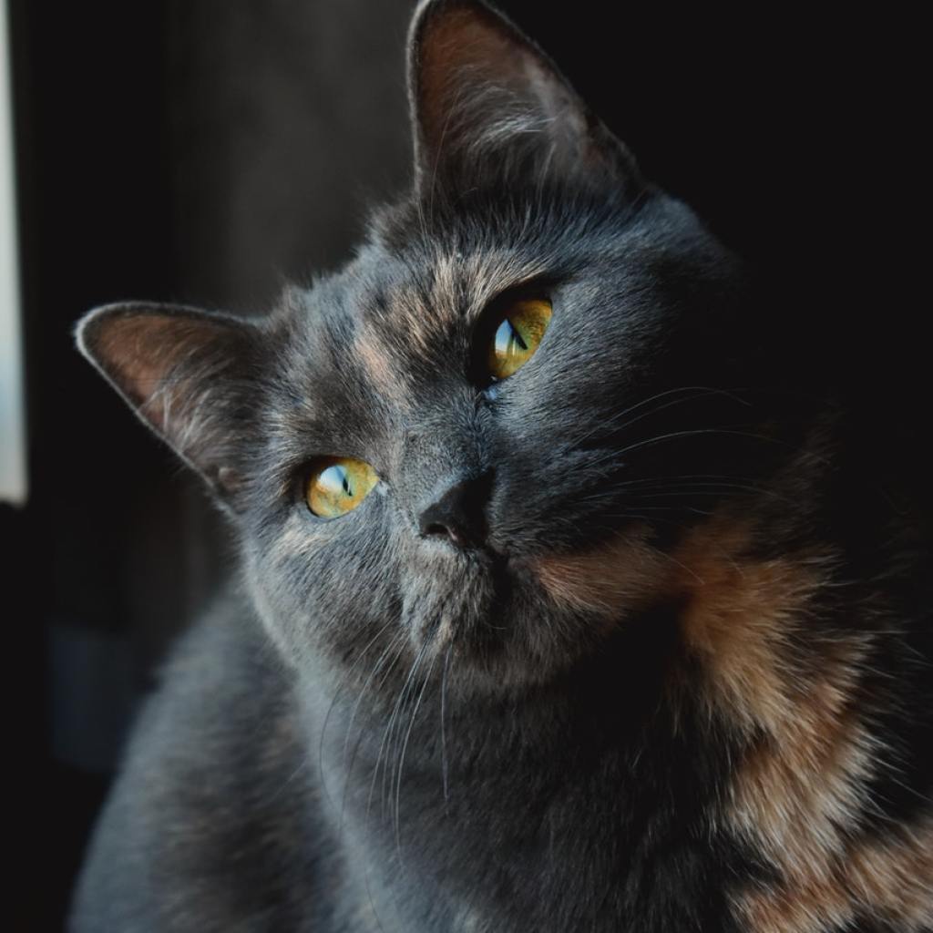 A closeup of a peach and gray calico cat with amber eyes.