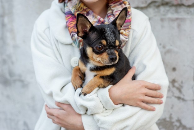 A woman holds a black and brown Chihuahua in her arms