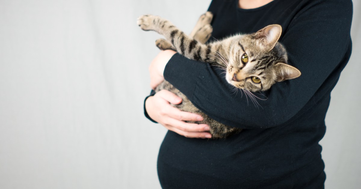 Why You Should Not Change Kitty Litter Boxes While Pregnant PawTracks