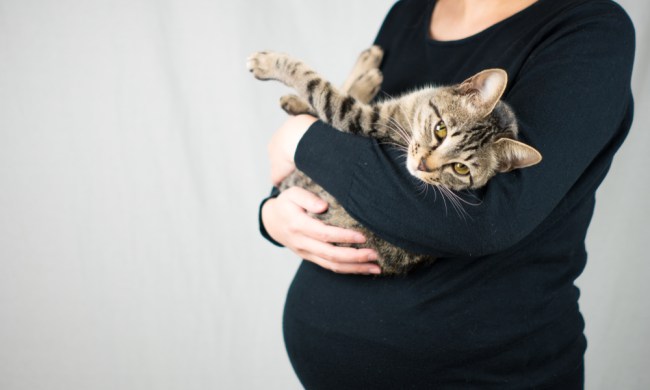 A pregnant woman wearing a long-sleeved black shirt holds a tabby cat in her arms.