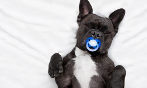 chocolate lab discovers pacifiers puppy pacifier