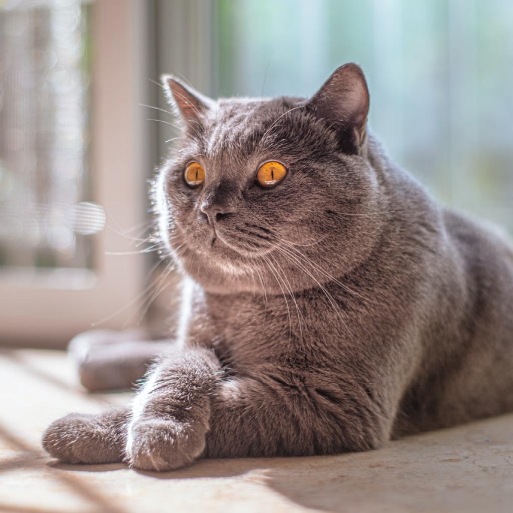 A Russian blue cat sunning herself on the floor near a window.