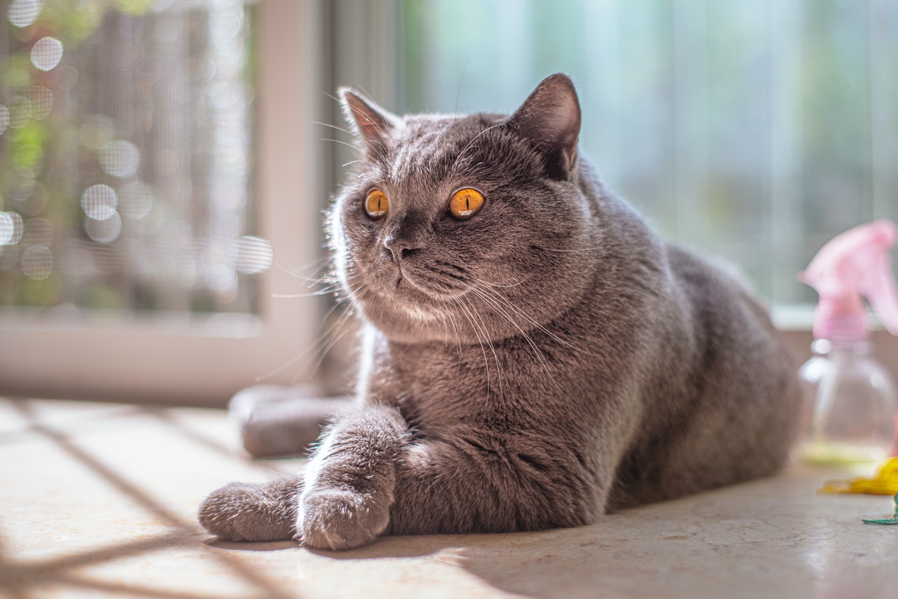 A Russian blue cat sunning herself on the floor near a window
