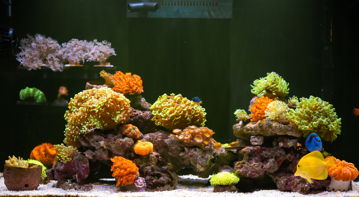 Saltwater aquarium with live rock.