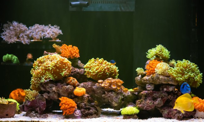 Saltwater aquarium with live rock.