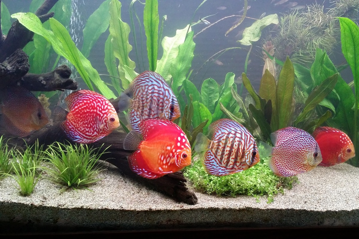Discus fish school in an aquarium