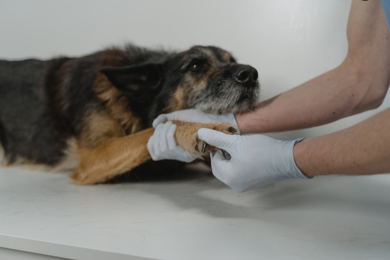 A senior German Shepherd Dog is examined by a veterinarian.