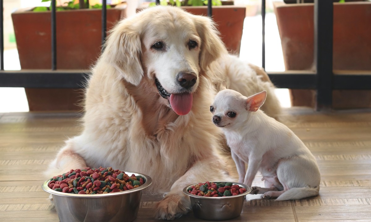 Senior golden retriever and Chihuahua sitting in front of food bowls