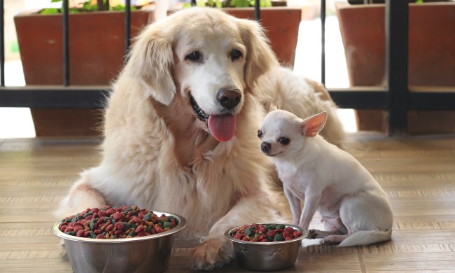 Senior golden retriever and Chihuahua sitting in front of food bowls